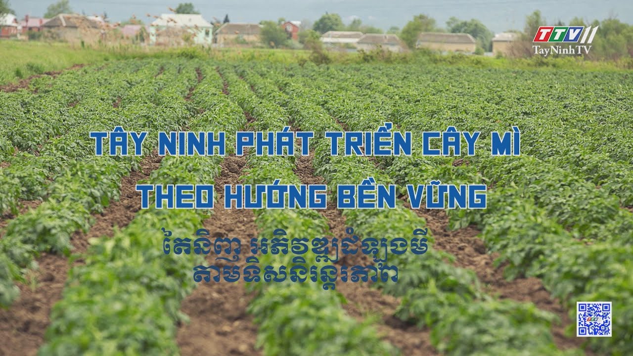 Tây Ninh phát triển cây mì theo hướng bền vững | NÔNG NGHIỆP TÂY NINH | TayNinhTVToday